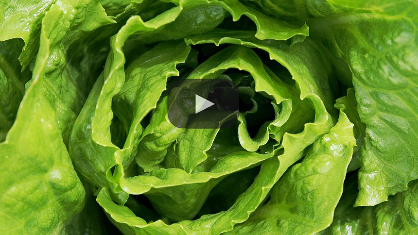Advertencia: lechuga romana vinculada al mortal brote de E. coli
