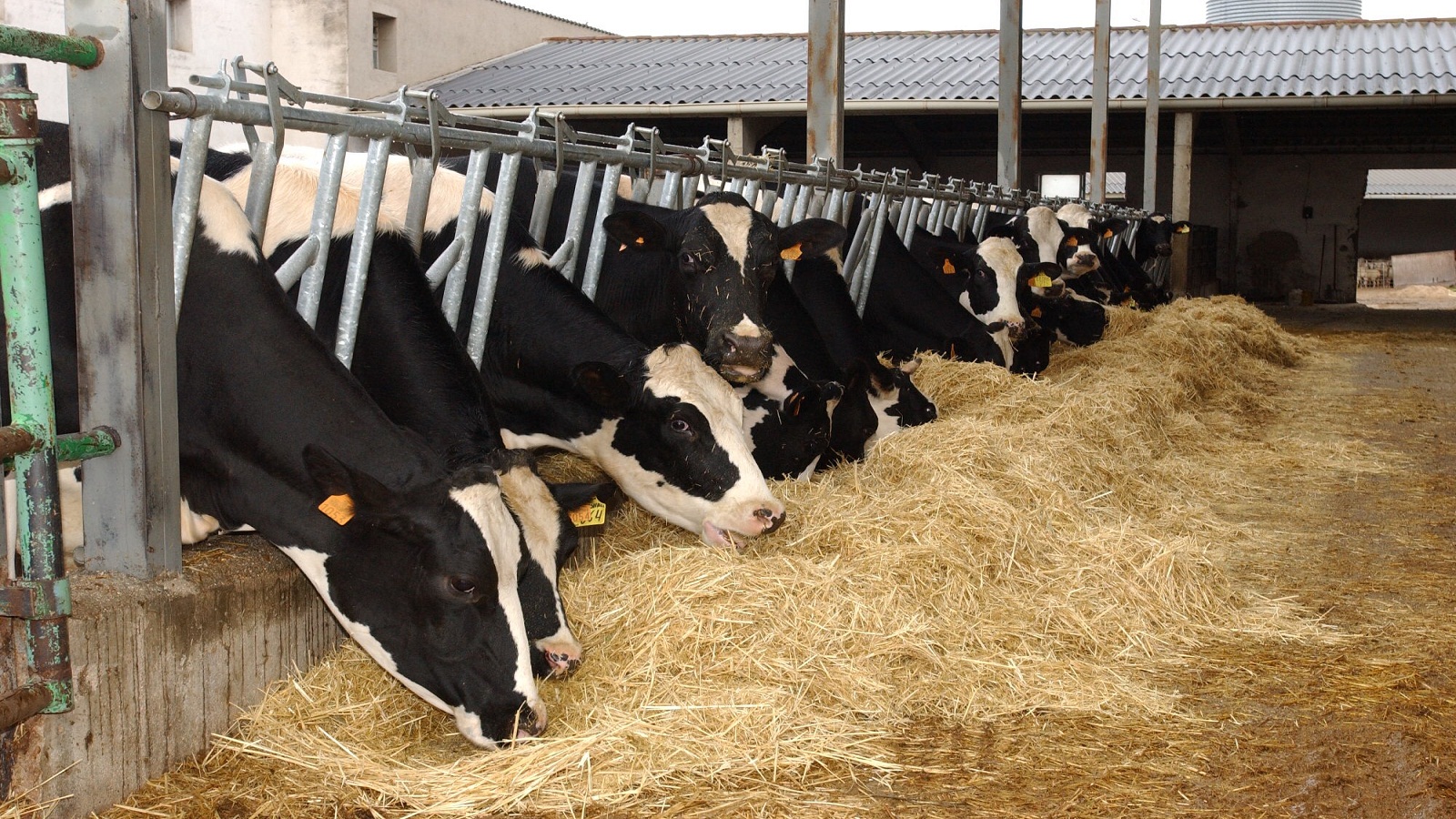 Acoso de la vaca reducido con nuevos comederos