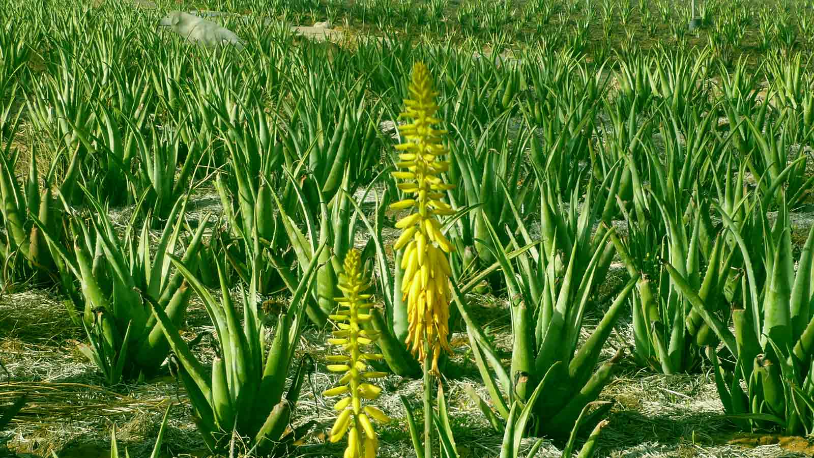 5 usos que no sabías sobre el aloe vera