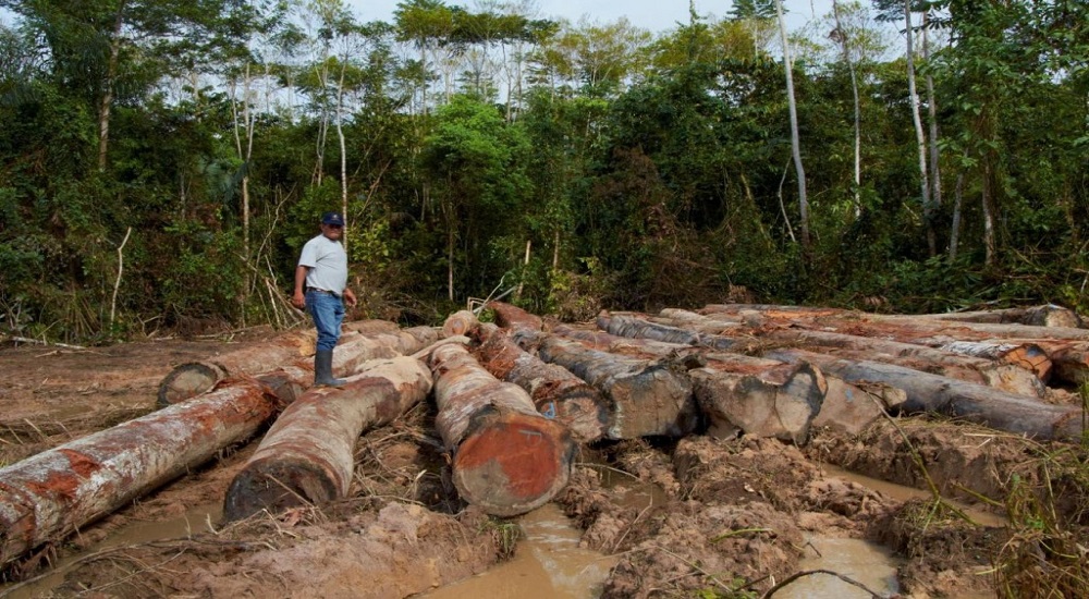 Las emisiones de CO2 de los bosques juegan un papel pequeño en el desarrollo