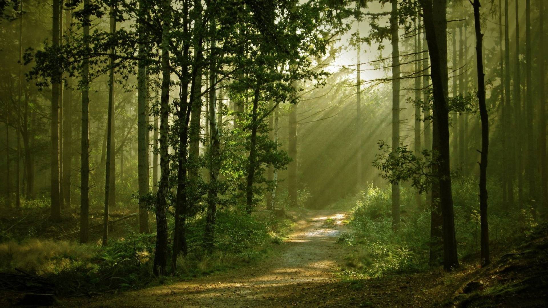 La caza está cambiando los bosques, pero no como se esperaba
