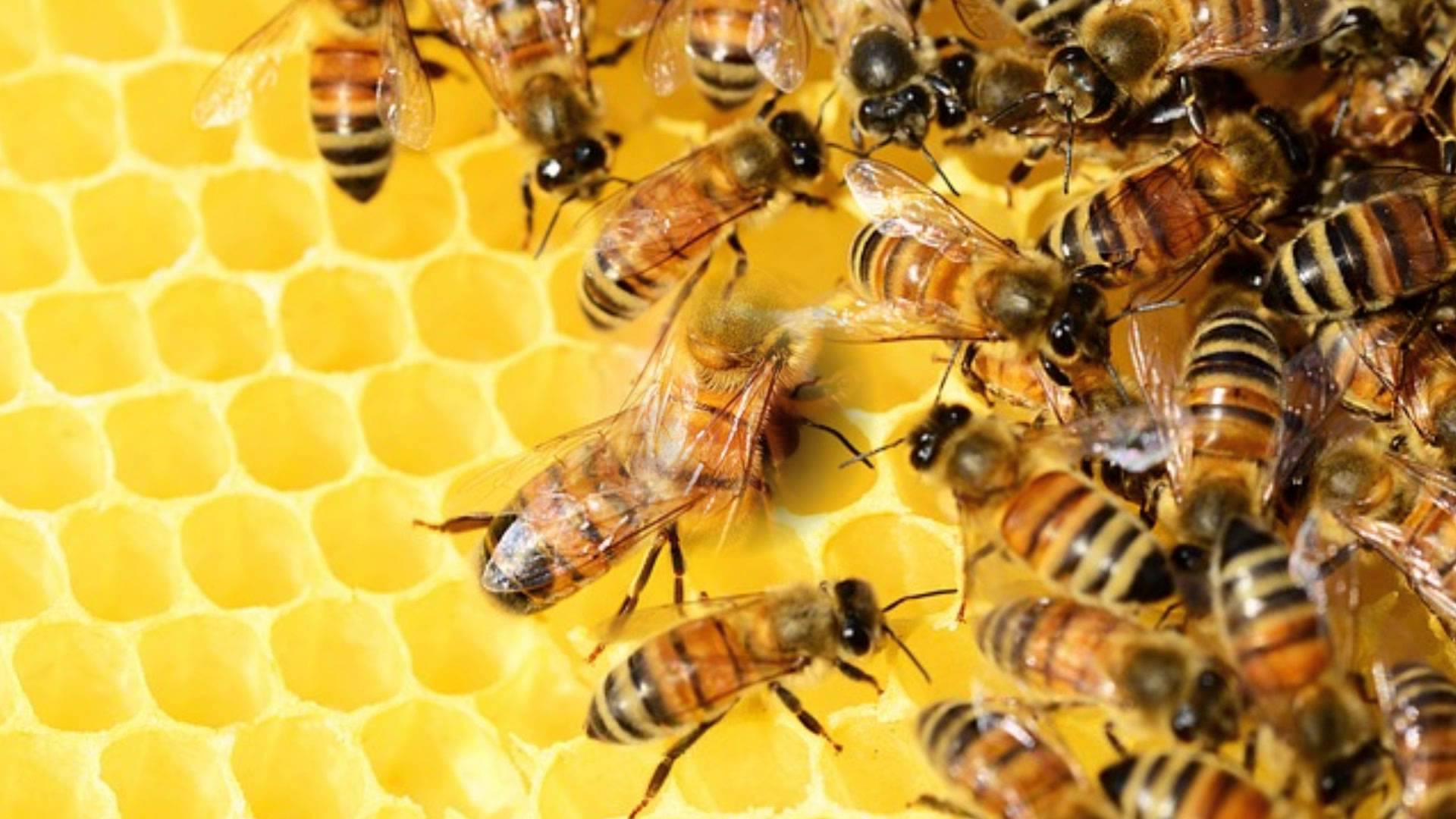 Cuantos más tipos de abejas, mejor para los humanos, según un estudio