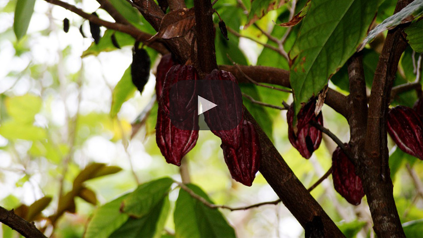 Meiji apoyará a México con árboles jóvenes de cacao blanco