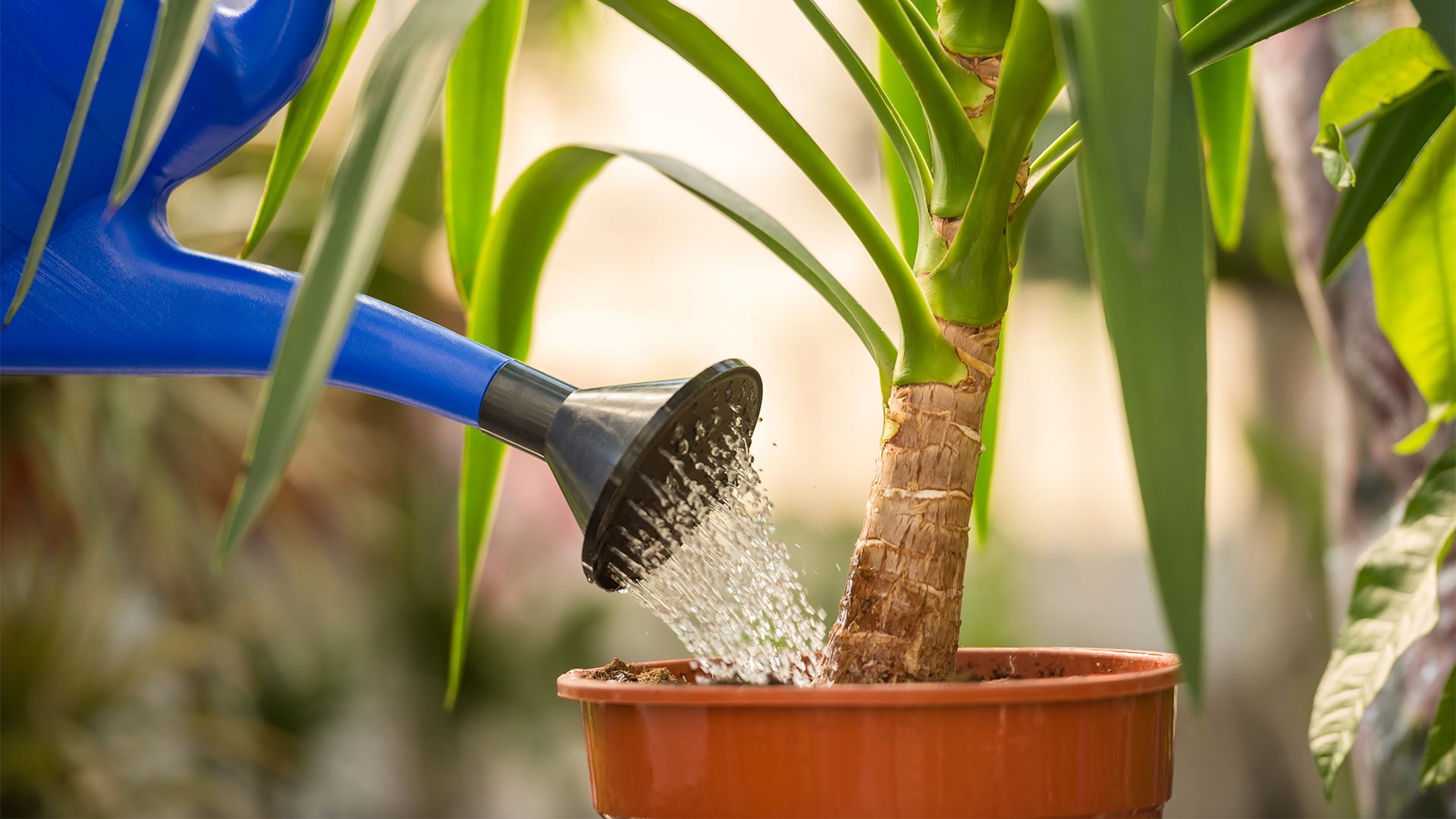 Cuatro plantas domésticas con beneficios para la salud