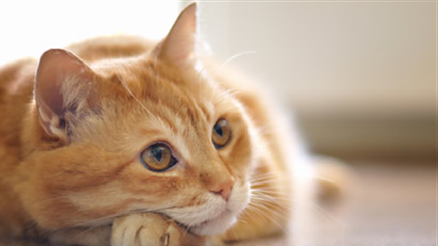 Día nacional del gato, así es cómo lo celebran