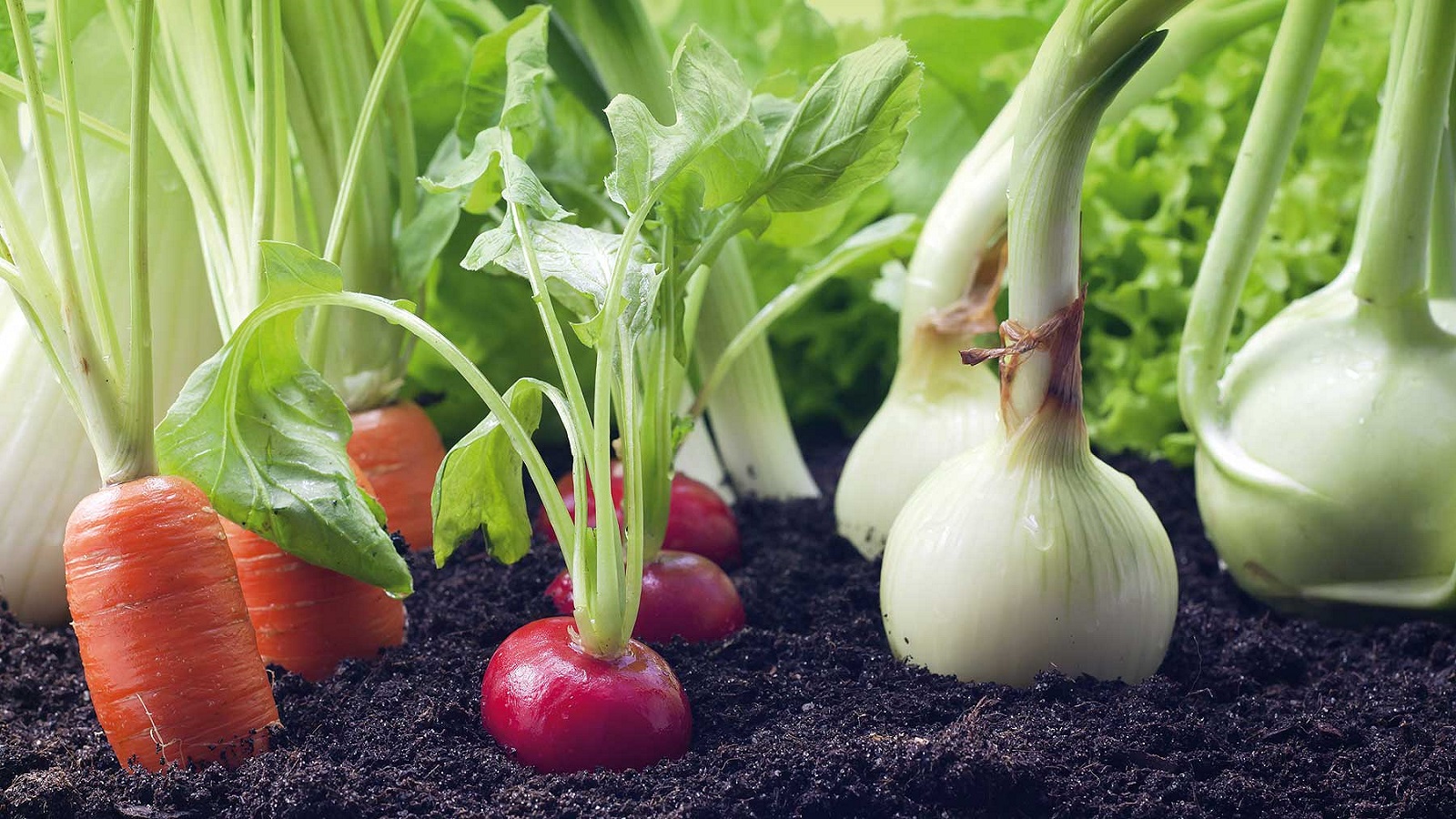Alta tecnología apoya la agricultura ecológica