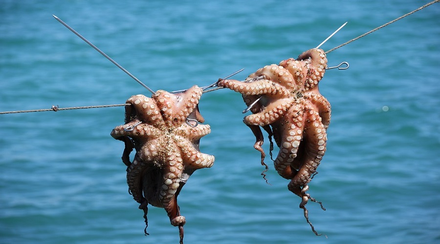 La temporada cerrada de Octopus falló