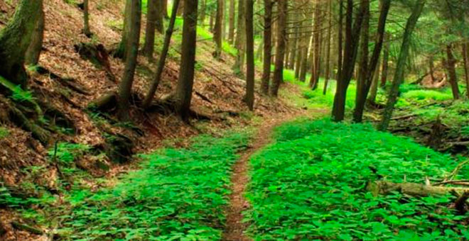 Voces femeninas se alzan para defender el medio ambiente