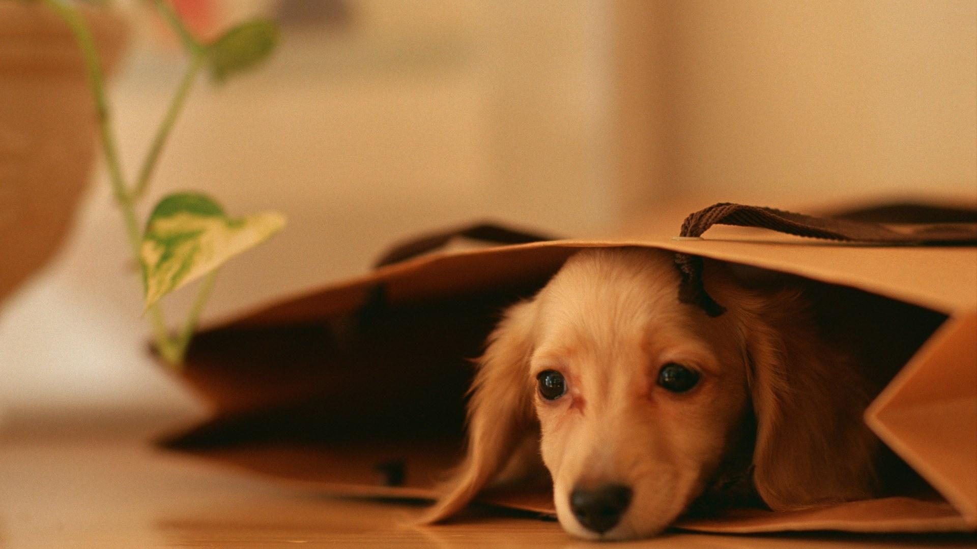 Beneficios para la salud de tener mascotas