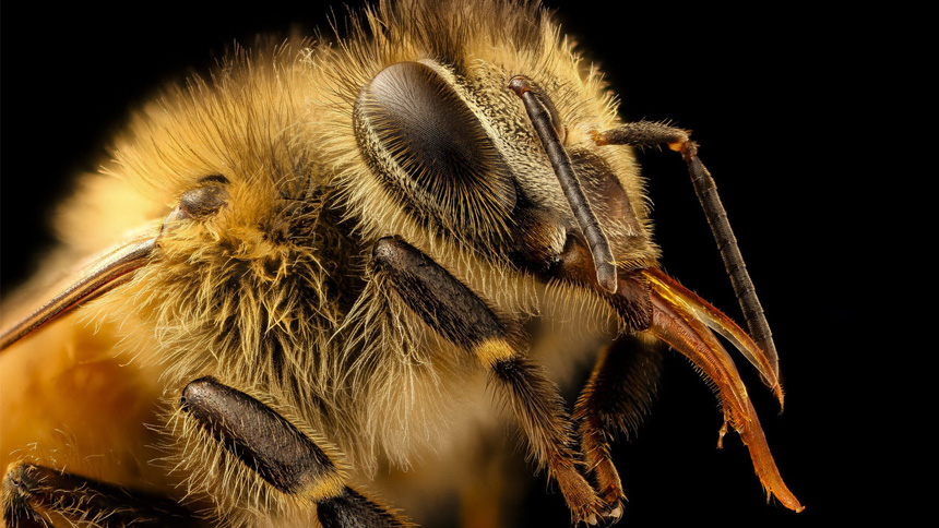 Las abejas ayudan en muchos aspectos a la naturaleza: ¡Salvémoslas!