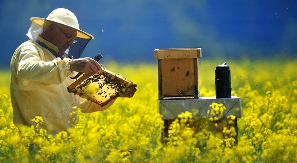 Cómo construir anidadores efectivos para las abejas silvestres
