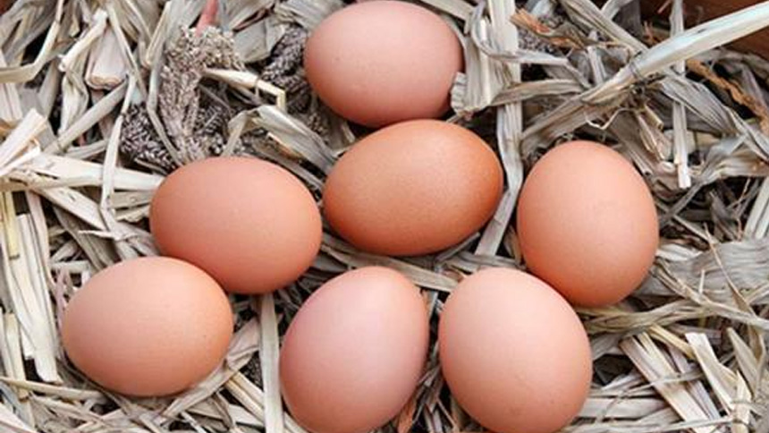 Por qué algunos pollos ponen huevos de color marron