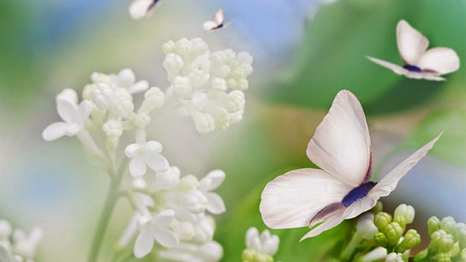 ¿Dónde se quedan realmente las mariposas en invierno?