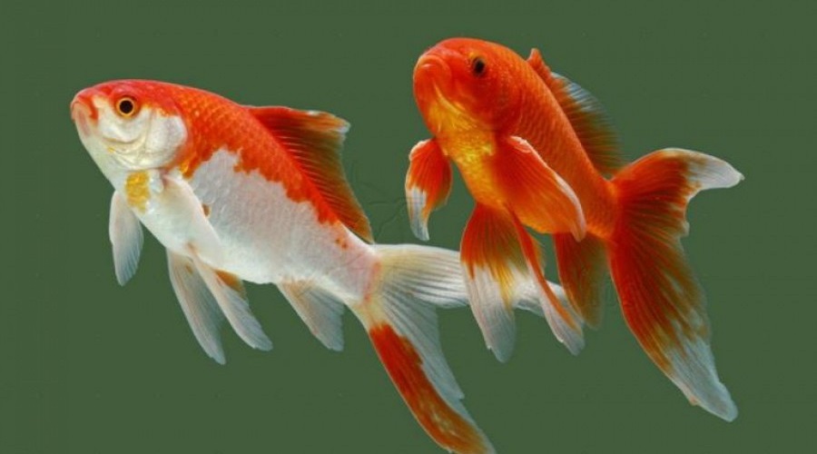 Datos interesantes sobre peces de colores
