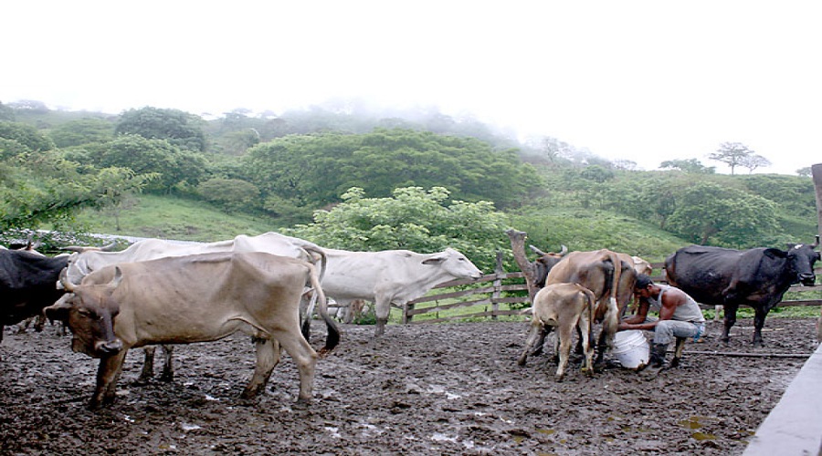 ¿Cuánto desperdicio de animales puede dañar el medio ambiente?