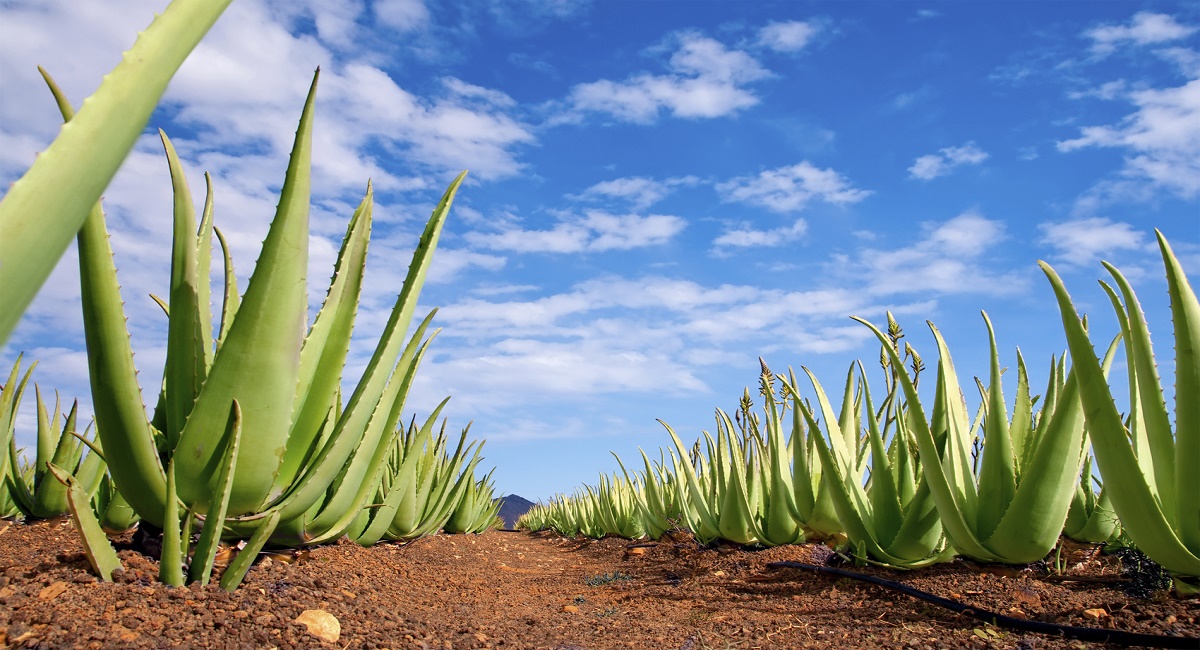 Como cultivar sábila desde sus orígenes hasta los escenarios de mercado