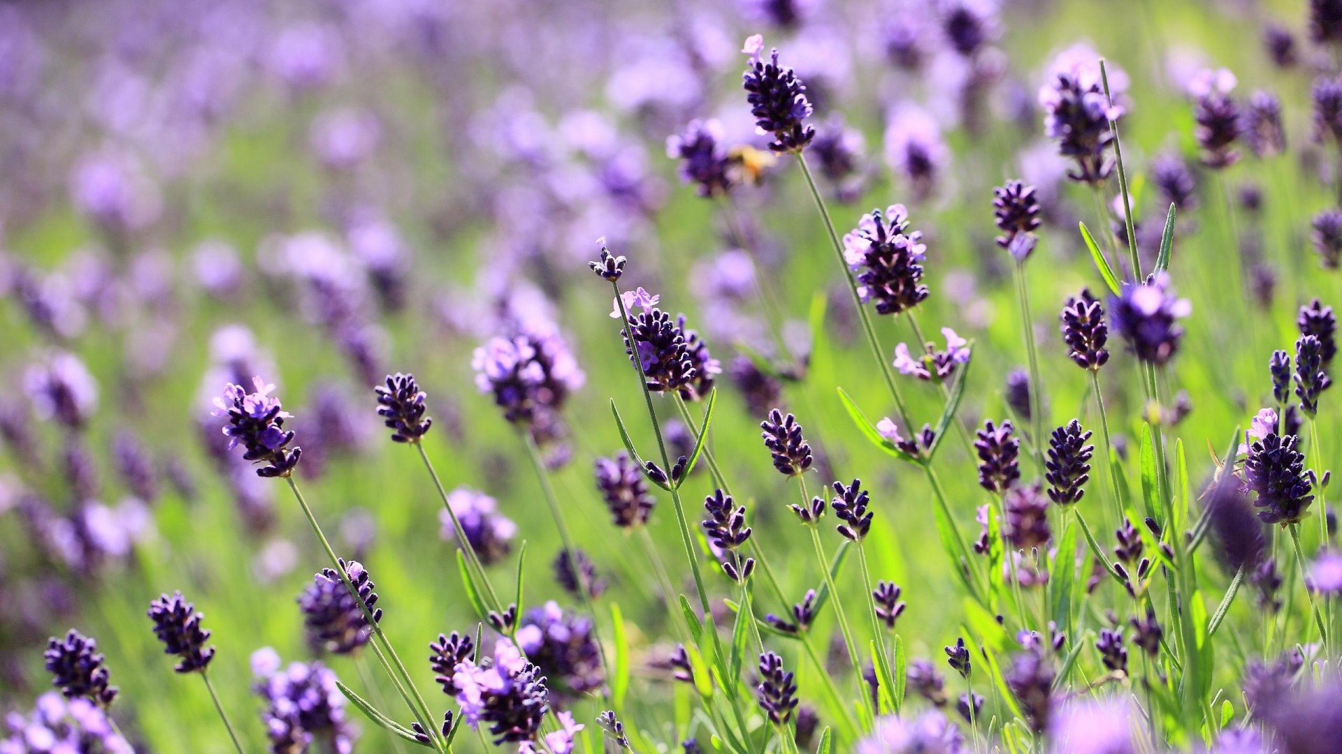 Los beneficios de lavanda y por qué deberías usarlo