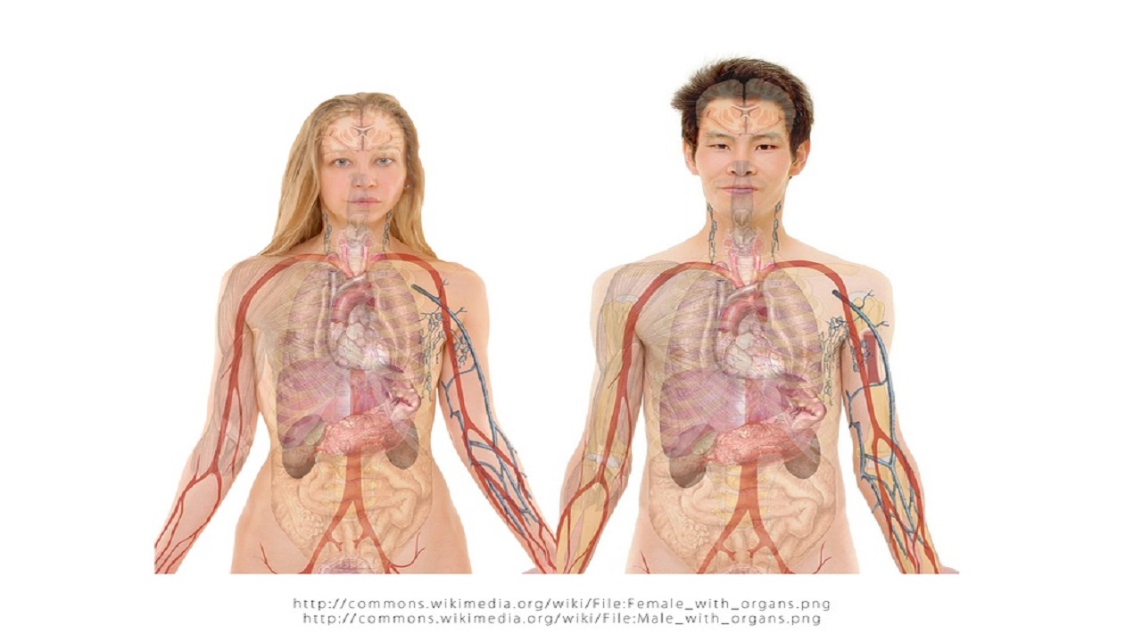 World Kidney Day 2018: 5 Kidney Functions You Might Not Know About