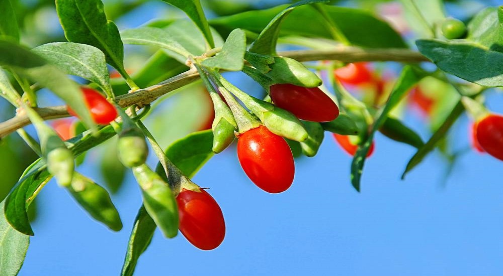 Las bayas de gojii son un cultivo rentable