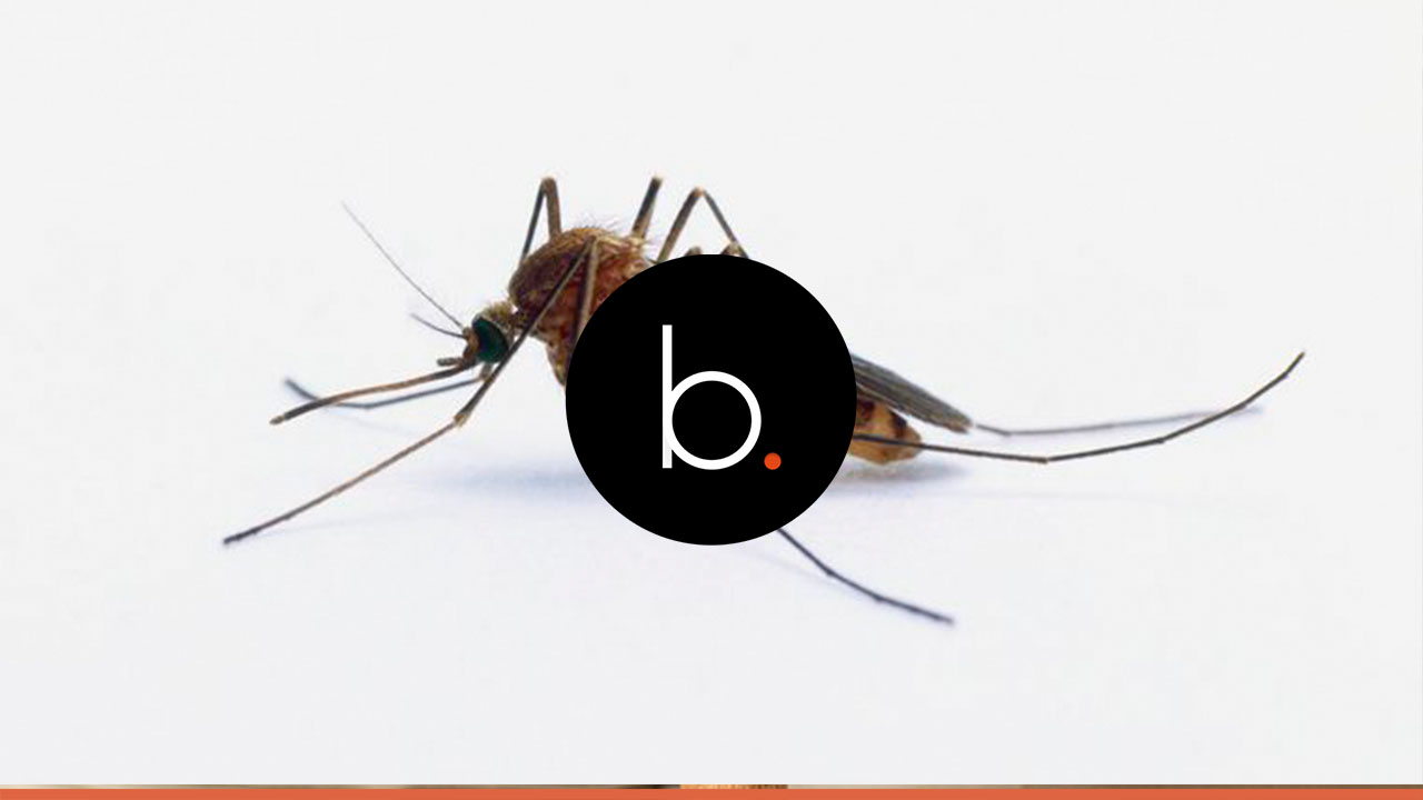 5 coisas incríveis que você não sabia sobre mosquitos