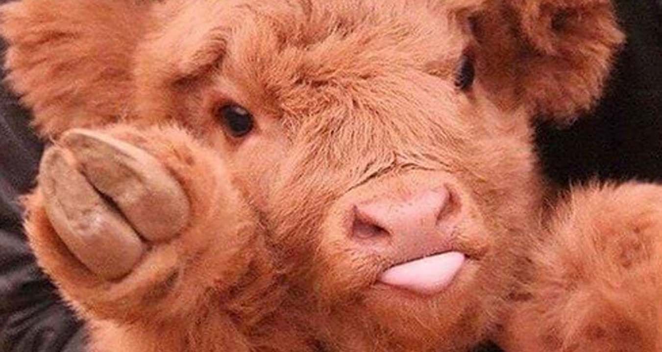Cute cow photos show they are just as adorable as dogs