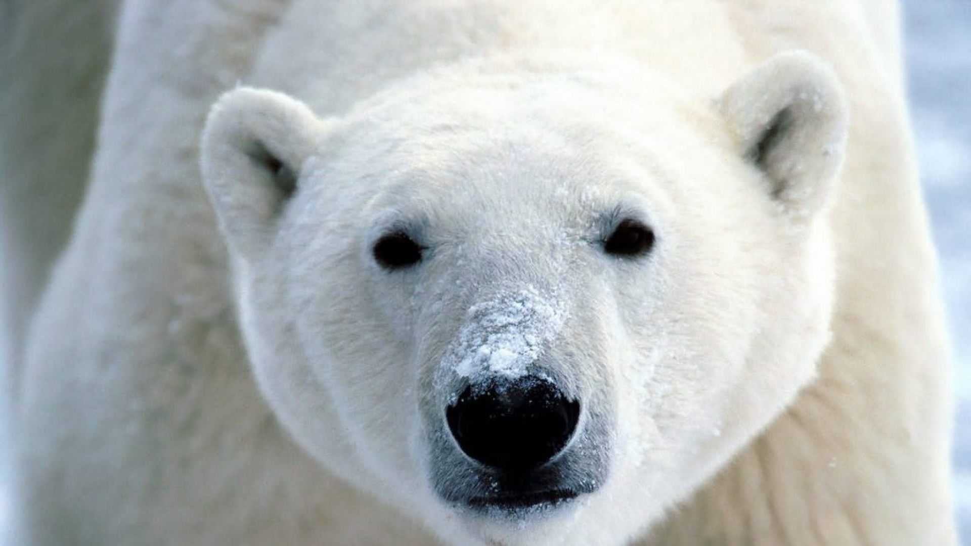 El cambio climático pone a los osos polares en grave peligro