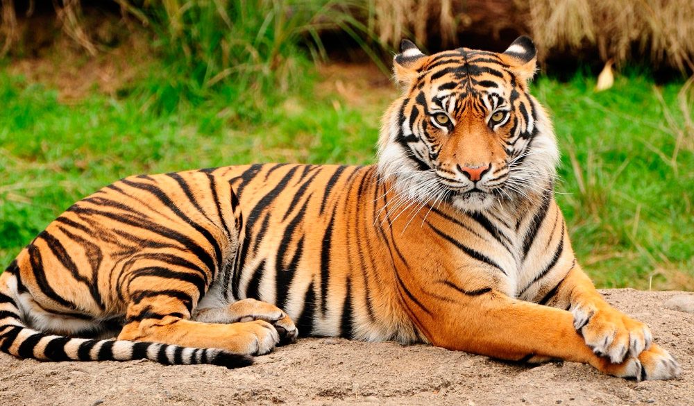 Proteger a los tigres podría ser beneficioso para sus presas