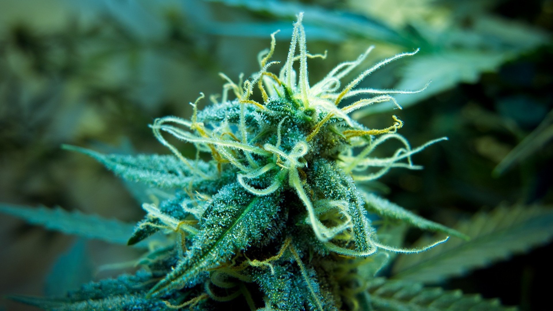 La marihuana es una fuente de dinero para Colorado