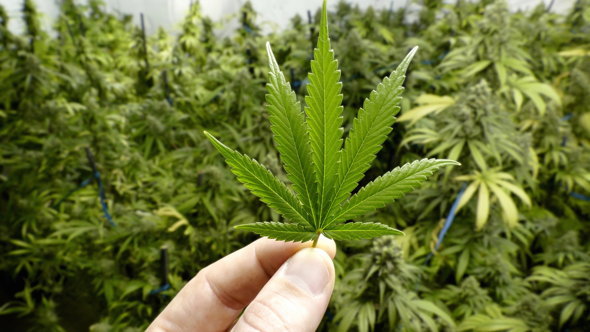 Hombre de 46 años creció marihuana en un invernadero mientras estaba en su casa
