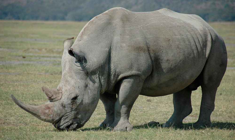 Sudán, el último rinoceronte macho blanco del norte, ha muerto