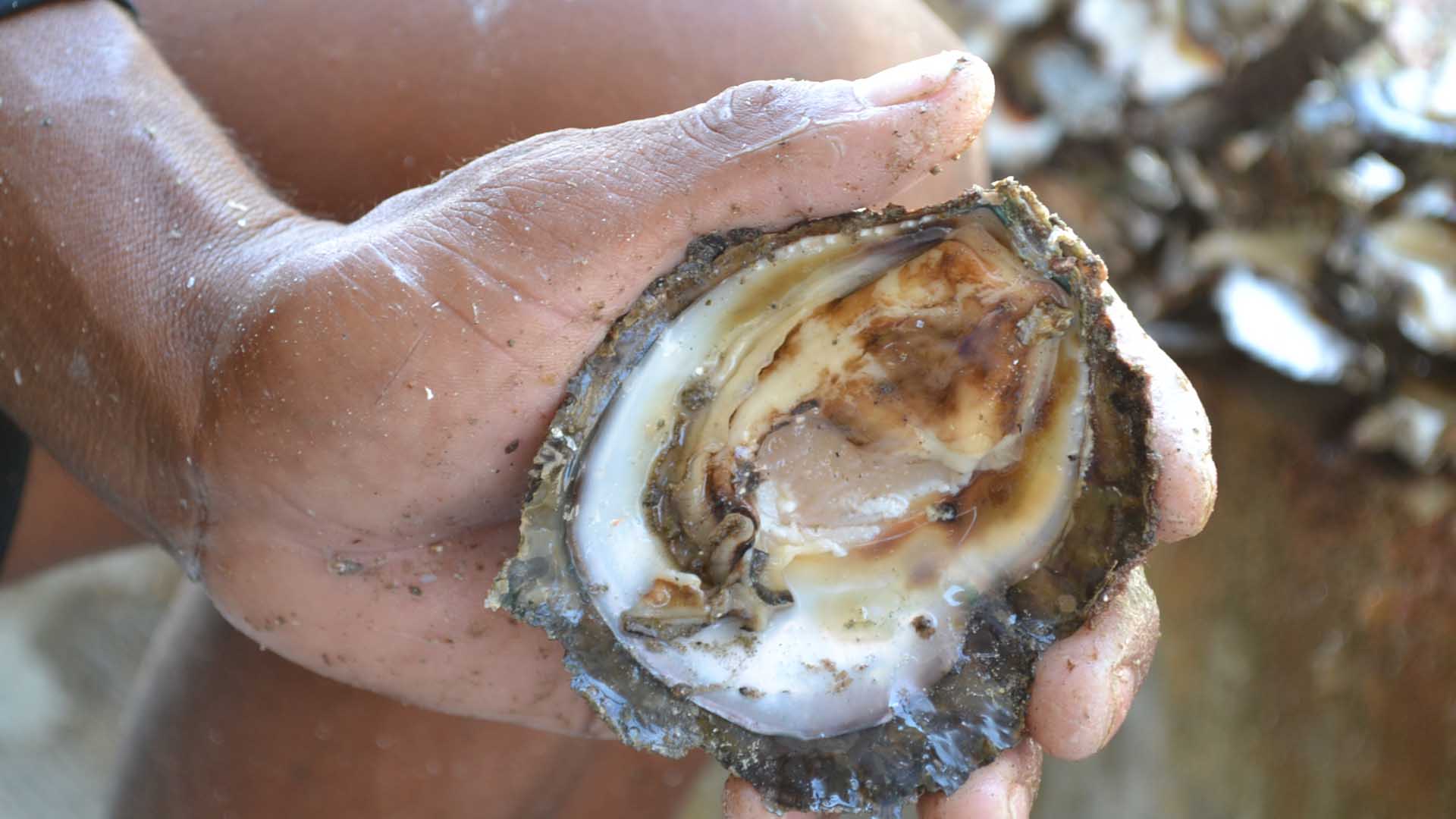 Mejillones contaminados peligrosos para la salud: la alerta llega en Italia