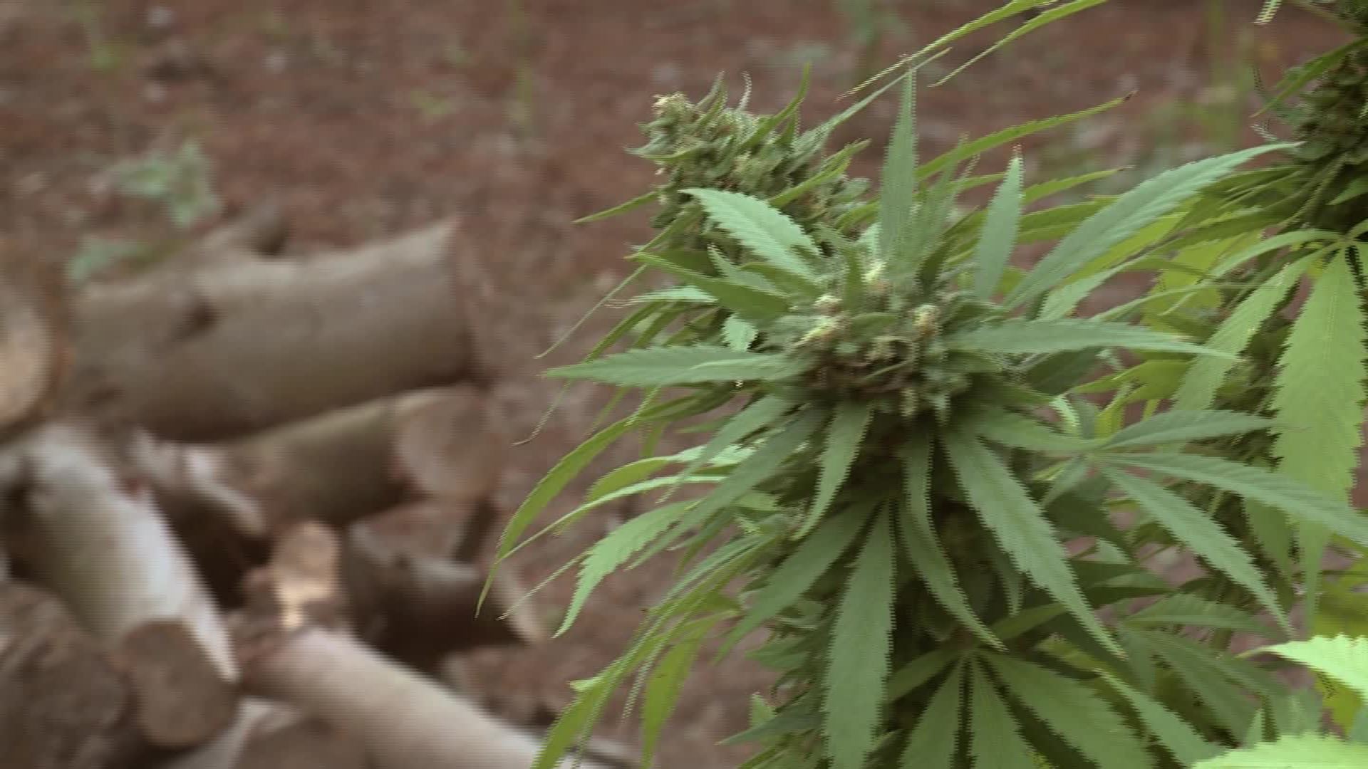 La marihuana ahora es una buena propuesta de negocios