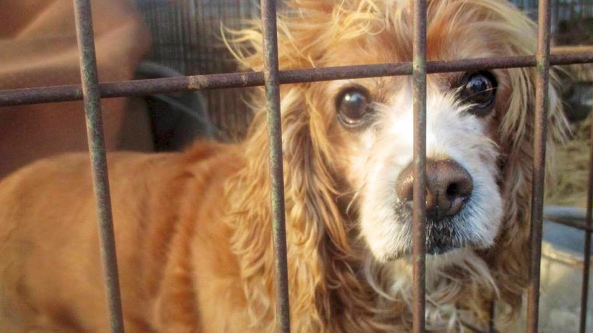 Rescatado can de una granja de carne de perro en Corea del Sur