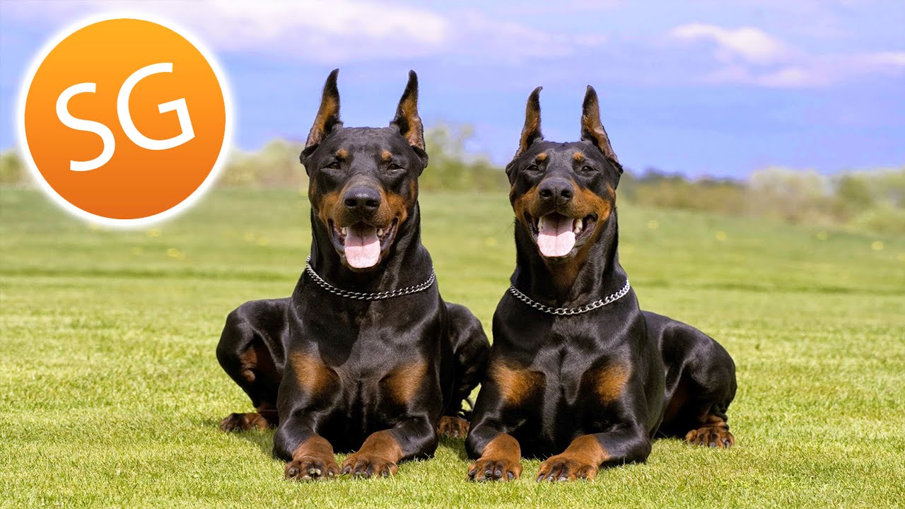 Las 6 mejores razas de perros que puedes tener como mascotas