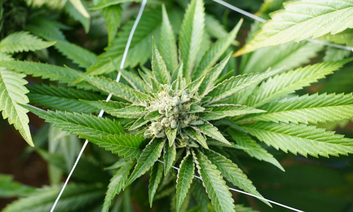 Cannabis: guía para principiantes