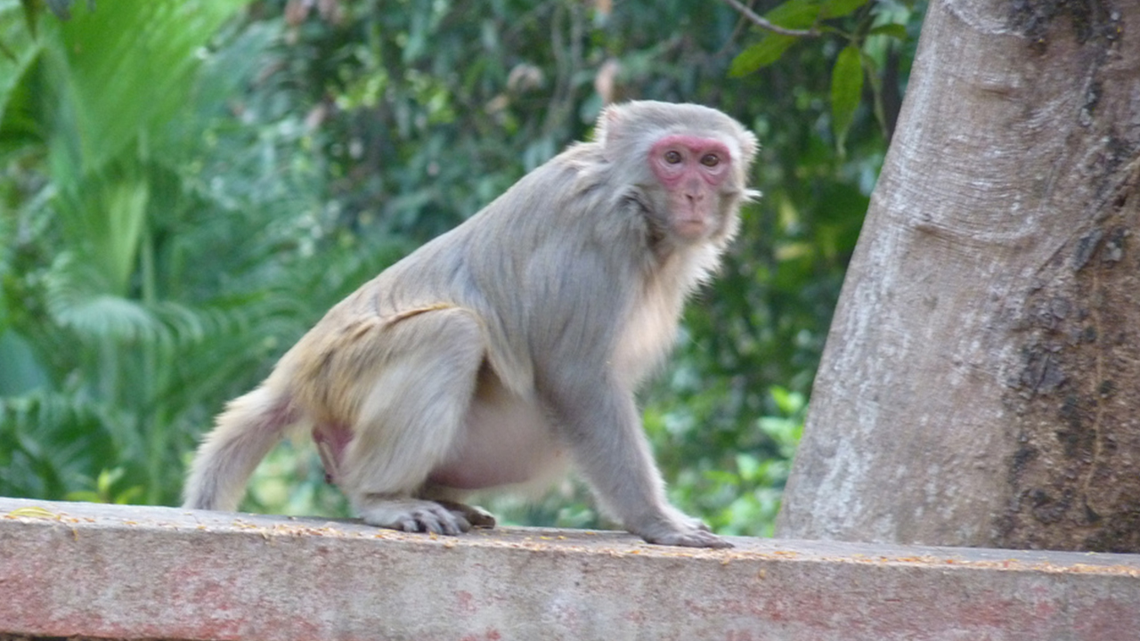 Macaco é procurado pela polícia por sequestrar bebê