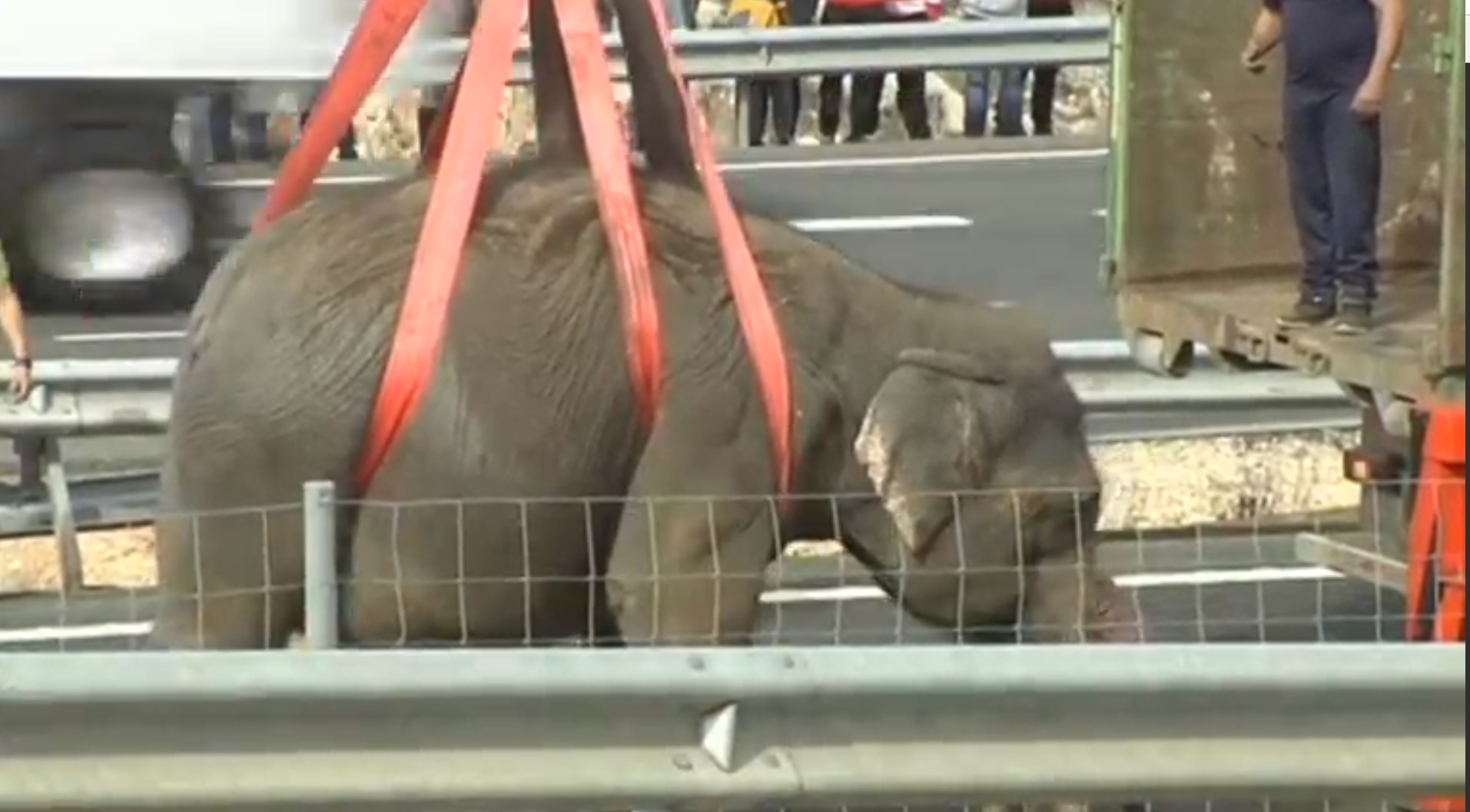 El triste final de un elefante de circo