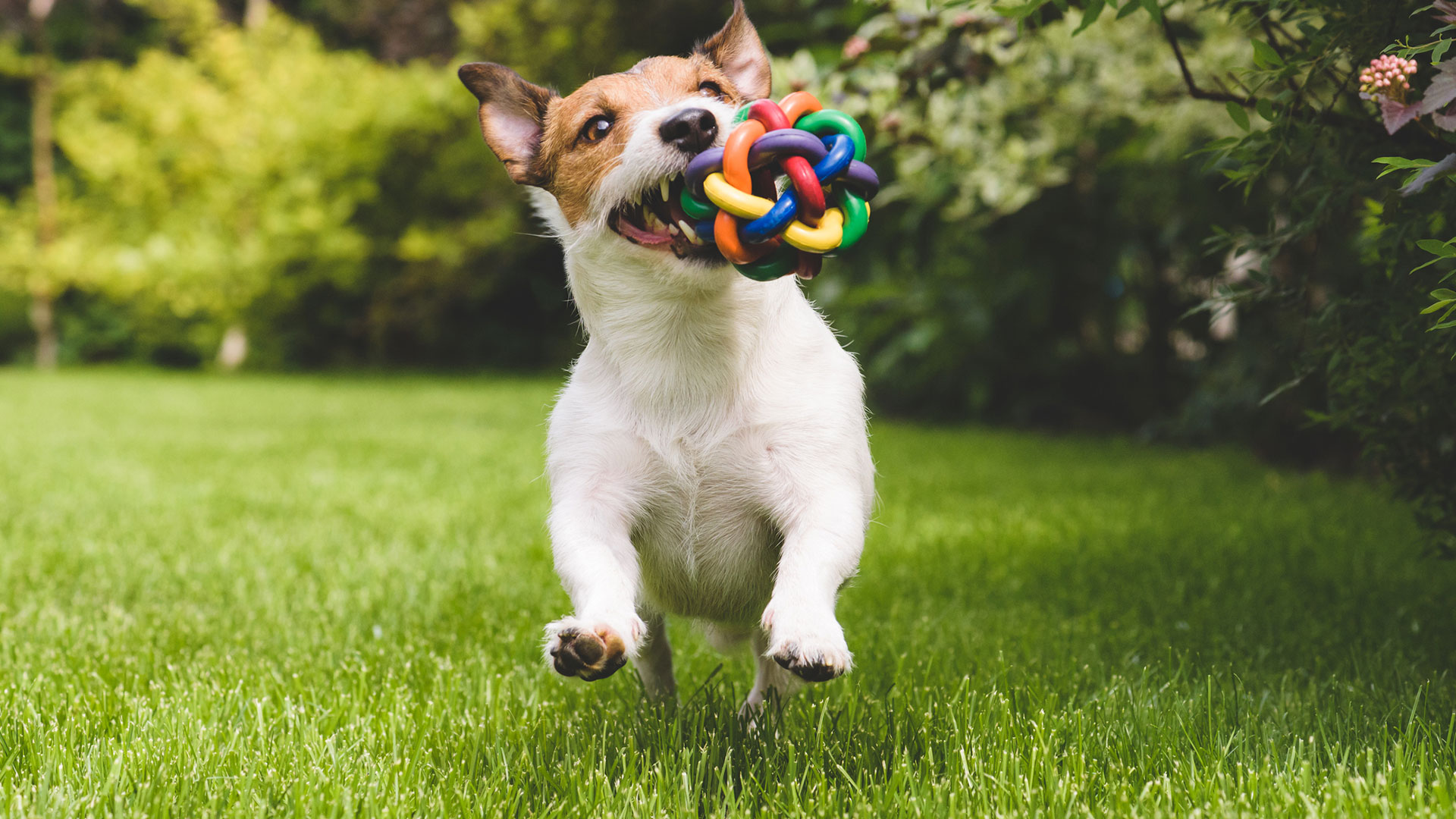 Vivir con perros puede ayudar al sistema inmunológico de los niños