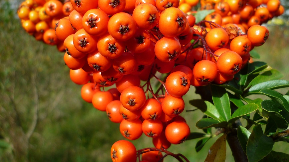 Beneficios del Espino cerval de mar para la salud