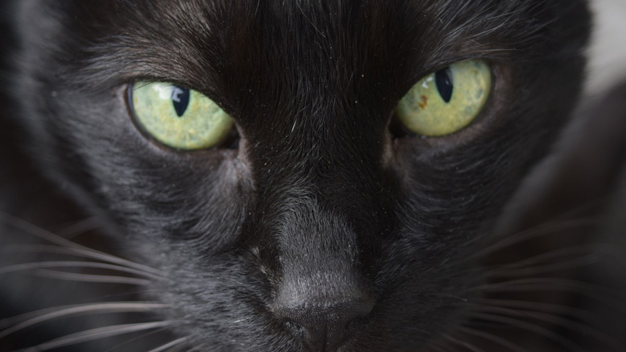 Paolla Oliveira publica foto com gato preto e divulga uma importante mensagem