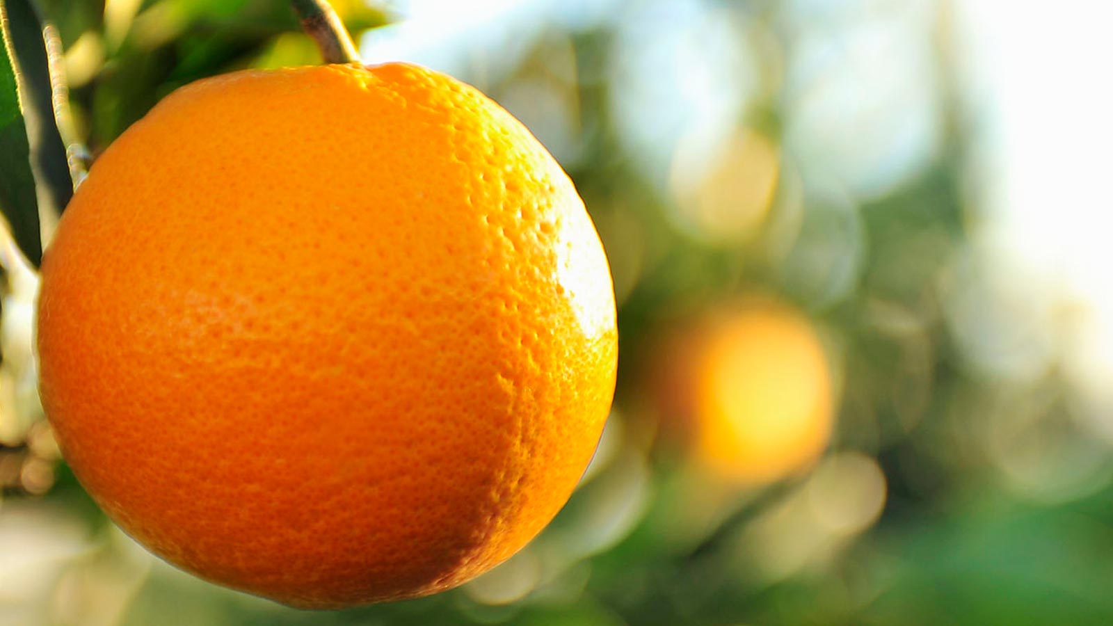 Video:La naranja sus nutrientes y beneficios para la salud
