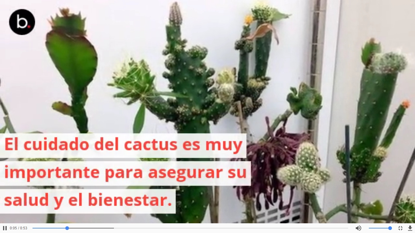 Consejos para el cuidado de cactus caseros