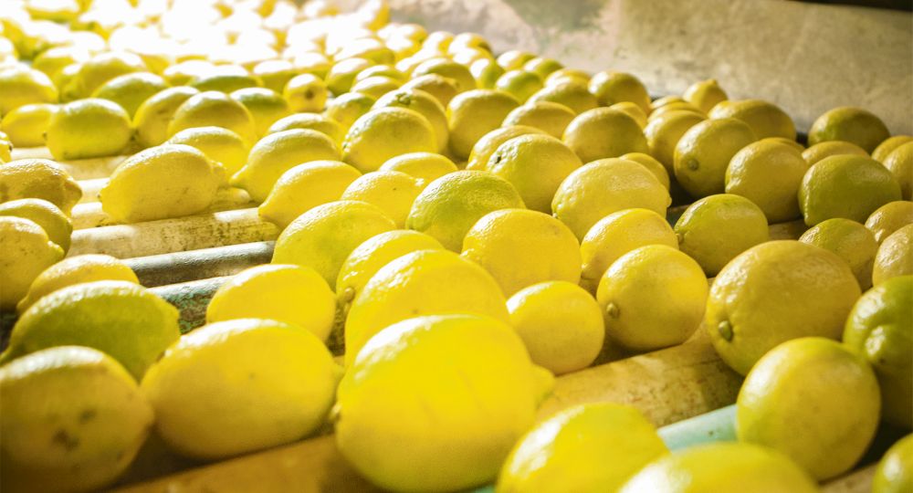 Limon: sus beneficios y usos para la salud