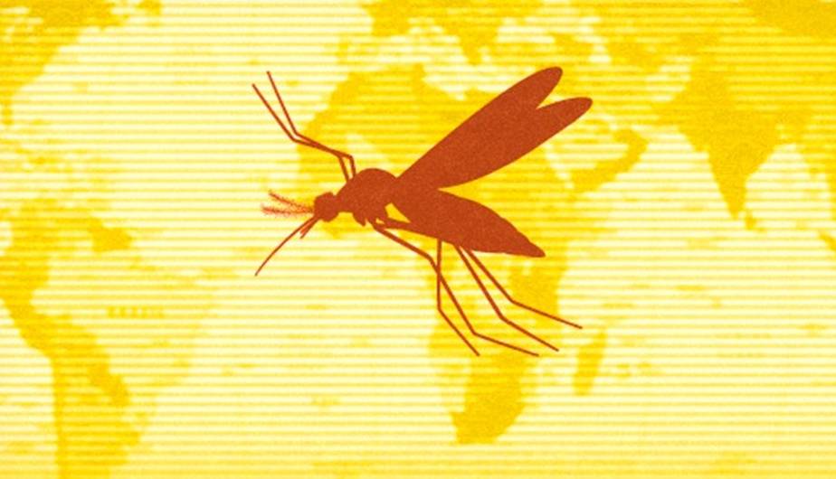Todo lo que debes saber sobre la fiebre amarilla