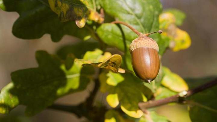 Bellotas: fuentes, beneficios para la salud, nutrientes y usos