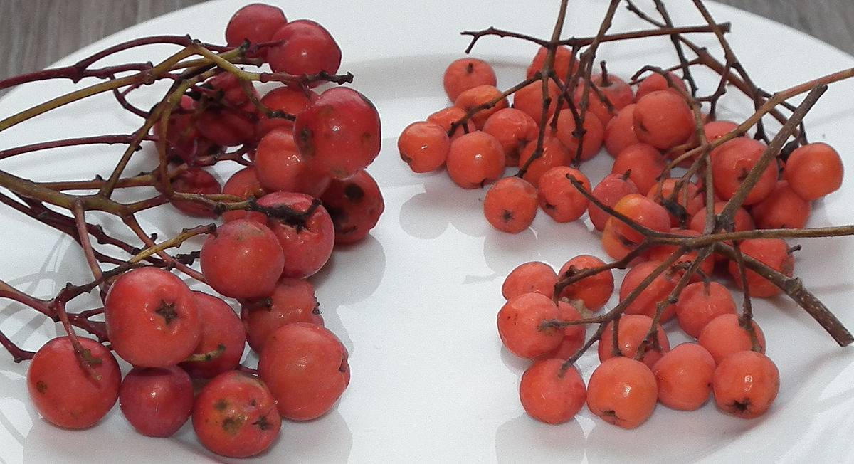 Bayas de rowan y sus beneficios para la salud