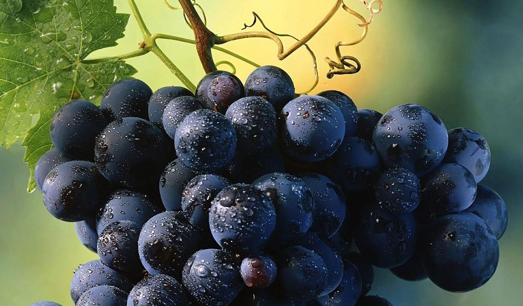 Uvas: fuentes, beneficios para la salud, nutrientes, usos