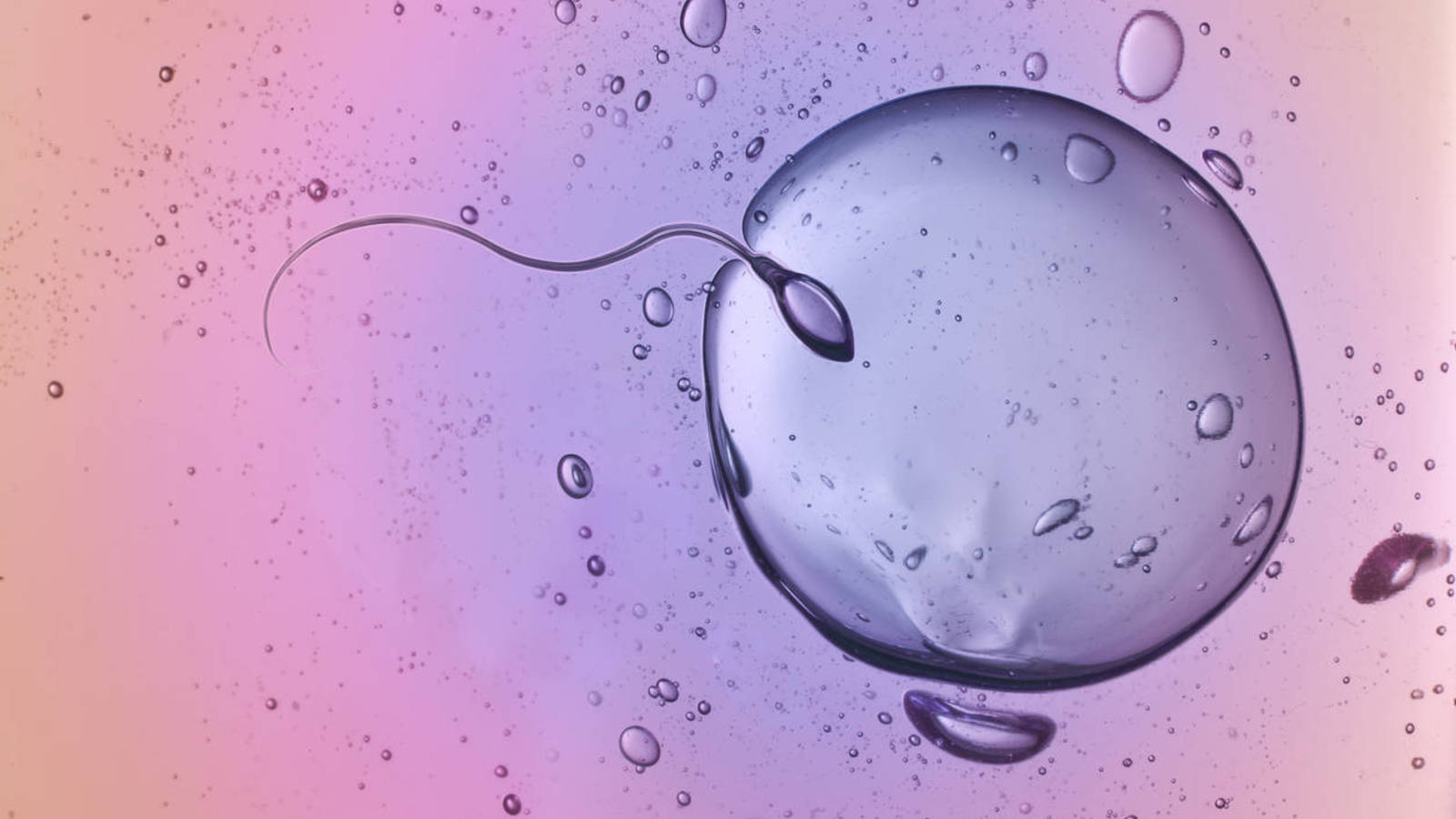 ¿Son posibles los embriones sin óvulos ni espermatozoides?