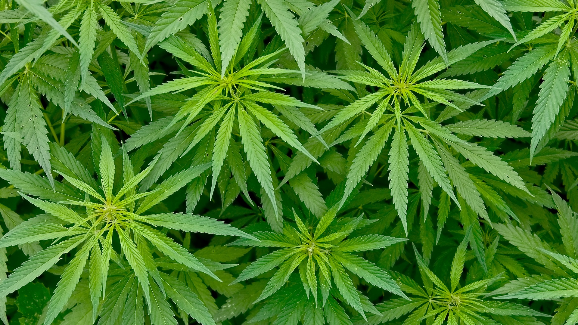 En Suiza, la marihuana se puede comprar en el supermercado