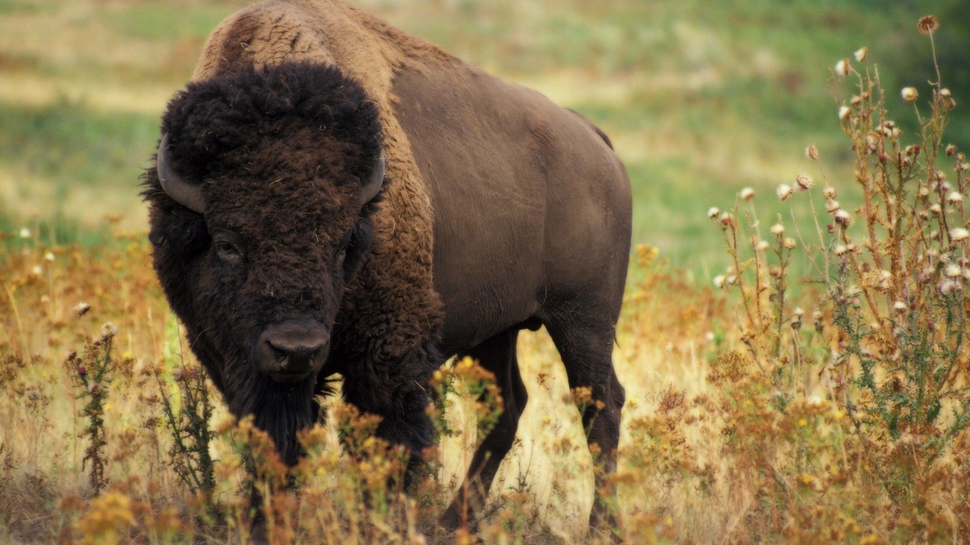 Yellowstone: cientos de bisontes muertos y miedo a una mega erupción